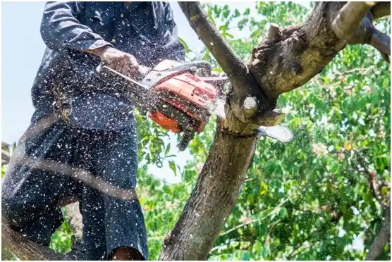 tree services Bainbridge